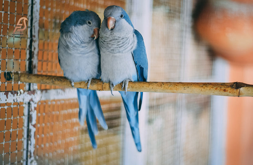 Do-Budgies-Like-to-Be-Touched