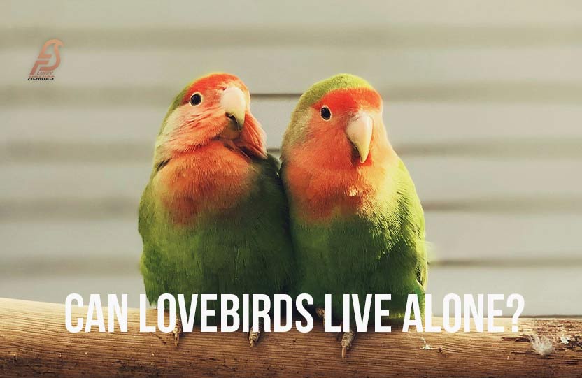 Can Lovebirds Live Alone?