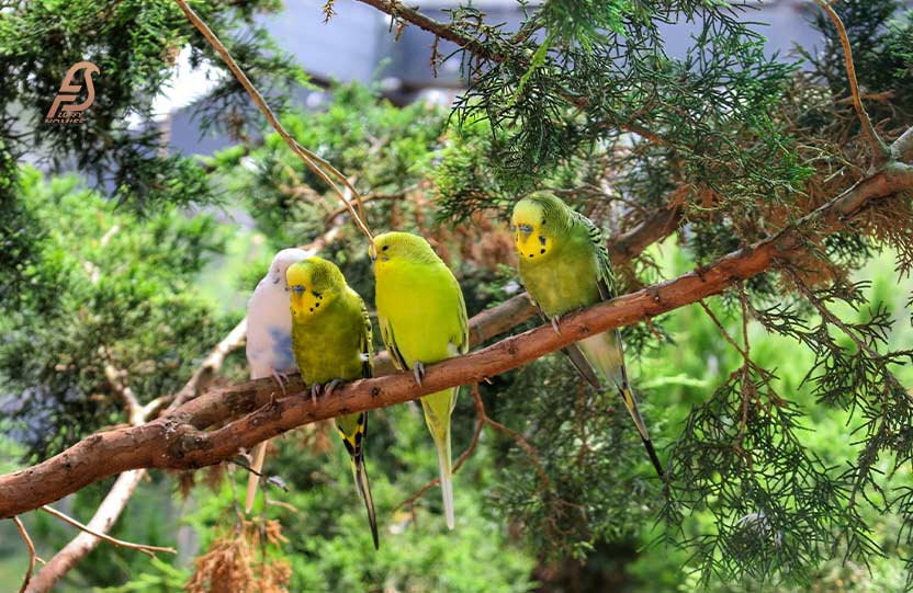Can Lovebirds and Canaries Live Together?