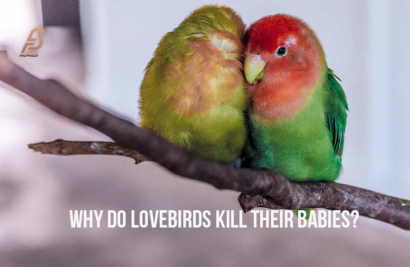 Why Do Lovebirds Kill Their Babies?