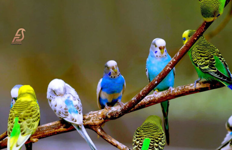 Can Budgies Eat Bell Peppers? (Unveiling the Mystery 2024)