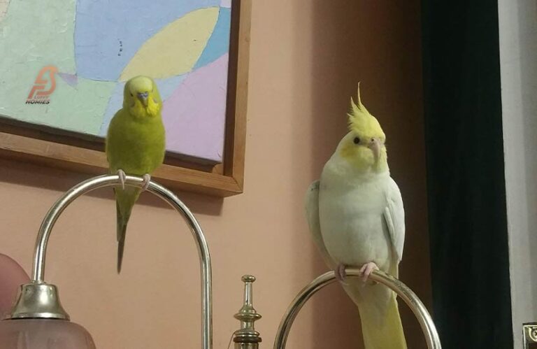Can Conures and Cockatiels Live Together (Best Facts 2023)