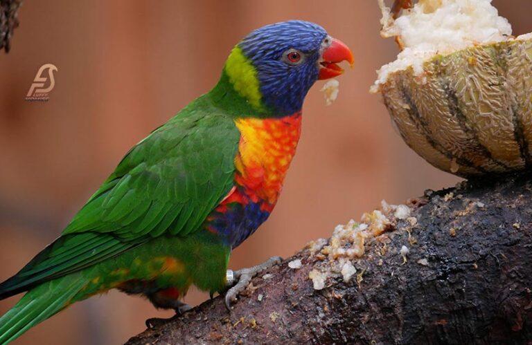 Unlocking the Secrets: Can Parrots Eat Cantaloupe? (2024)