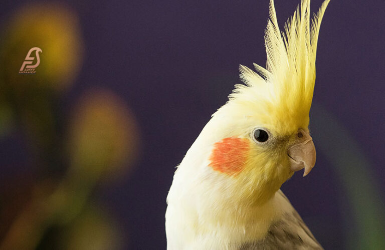 Do Cockatiels Need Grit (Everything You Need to Know 2023)