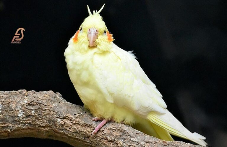 How Long Can Cockatiels Go Without Food (Best Guide 2023)