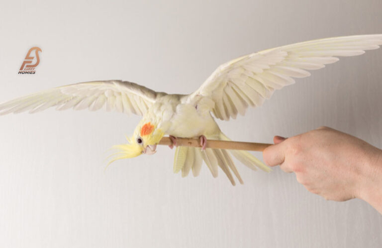 The Fascinating Secrets Behind Cockatiels Wing Flapping 2023