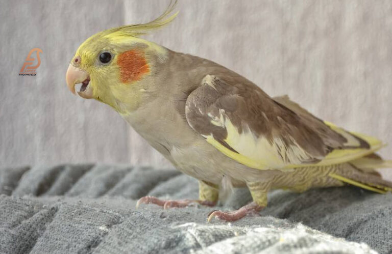 Why Does My Cockatiel Hate Me (How to Fix It in 2023)
