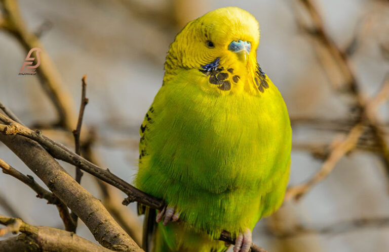 Why Is My Budgie Panting (Everything You Need to Know 2023)