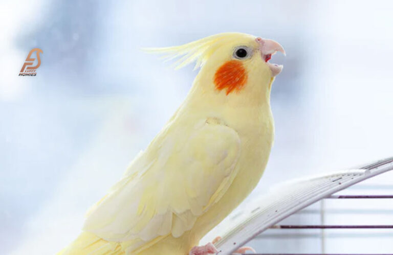 Reasons: Why Is My Cockatiel Grinding Its Beak? (Facts 2024)
