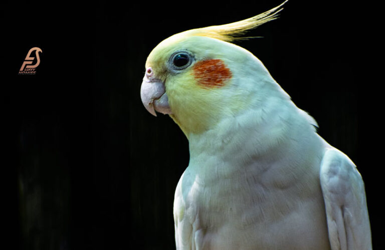 Why Is My Cockatiel Puffed Up? (Bird’s Body Languages 2023)