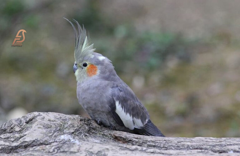 Why Is My Cockatiel Won’t Eat (Keep Your Birds Healthy 2023)