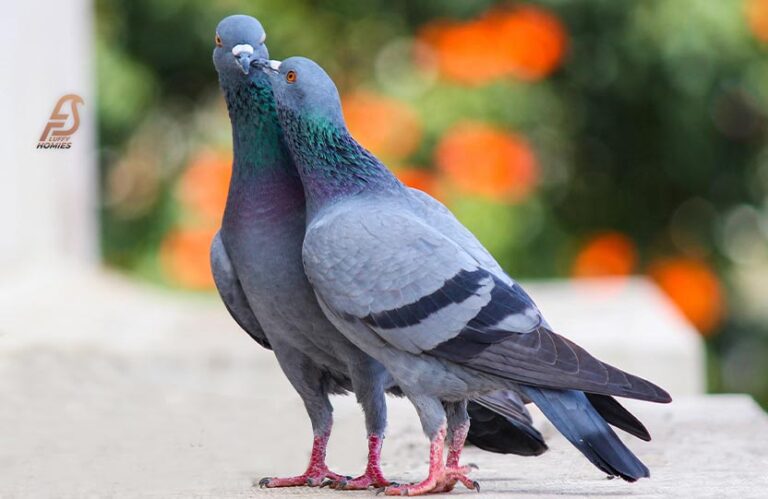 Do Pigeons Die After Mating? (Love, Life, and Loss in 2023)