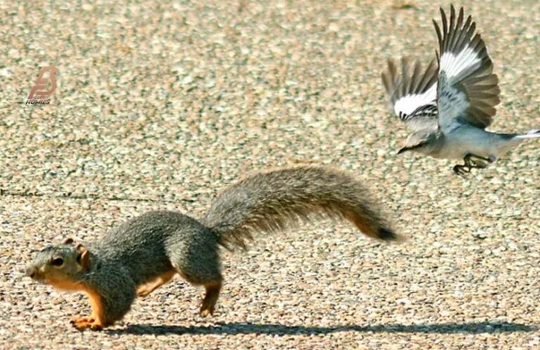 Why Do Birds Chase Squirrels? (Incredible Reasons 2023)