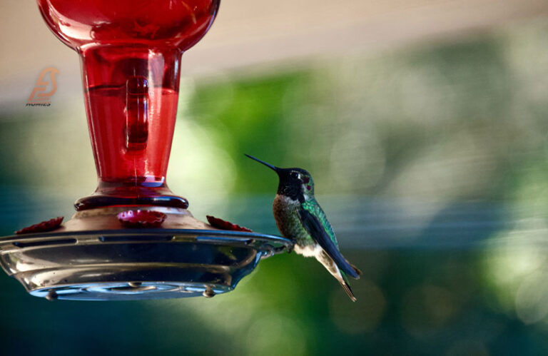 Why Is The Hummingbird Just Sitting on The Feeder? (2023)