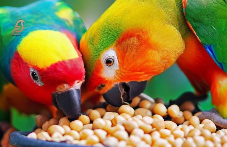 Can Parrots Eat Chickpeas? (Complete Information in 2024)