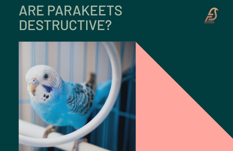 Are Parakeets Destructive? (Unleashed The Mystery in 2023)