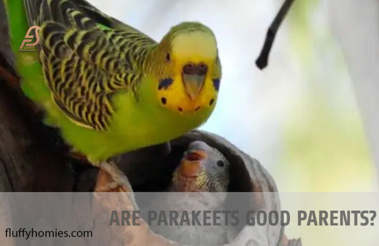 Are Parakeets Good Parents? (What You Need to Know in 2023)