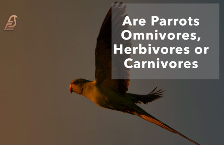 Are Parrots Omnivores, Herbivores Or Carnivores? (2024 News)