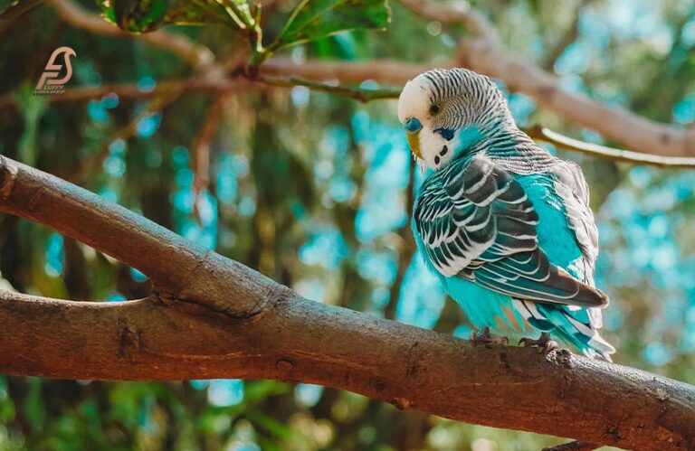Do Parakeets Poop Everywhere? (Bird Owners Beware in 2023)
