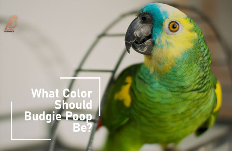 What Color Should Budgie Poop Be? (Why Poop Matters 2023)