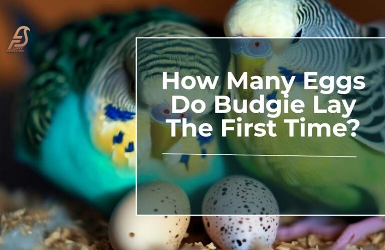 How Many Eggs Do Budgie Lay the First Time? (Beginning 2023)