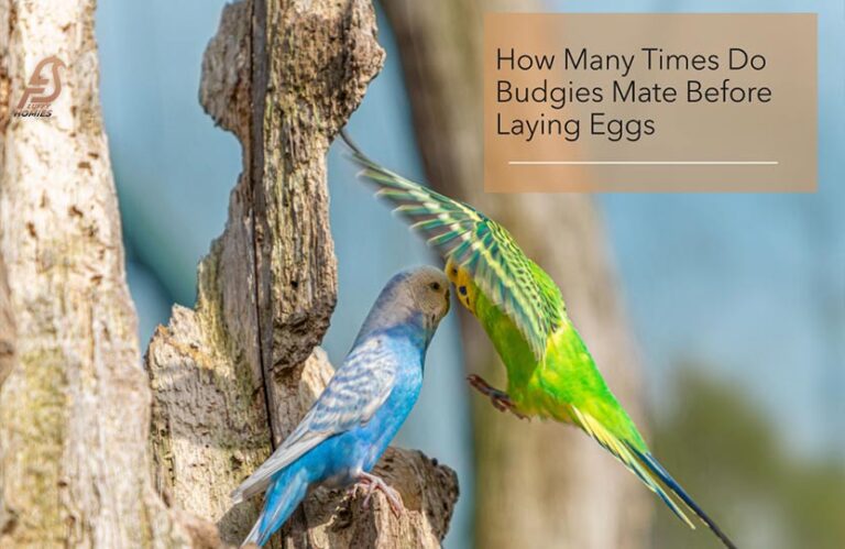 Nature’s Countdown: Budgie Mattings That Lead to Egg-laying