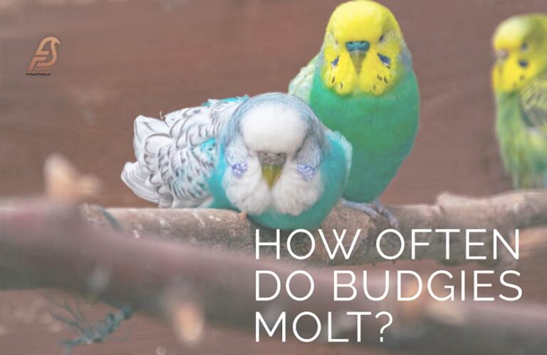 How Often Do Budgies Molt? (Feathers in Flux 2023)