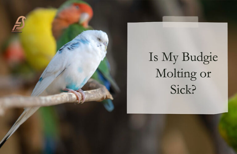 Decode Bird Behavior: Is My Budgie Molting or Sick? (2023)
