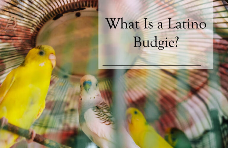 What Is a Lutino Budgie? (All You Need to Know in 2023)