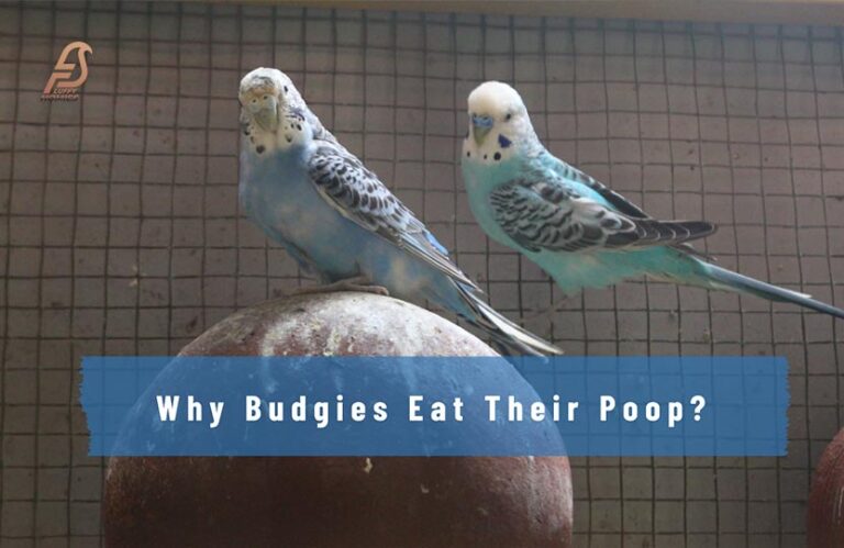 Why Budgies Eat Their Poop? (Budgies Shocking Secrets 2023)