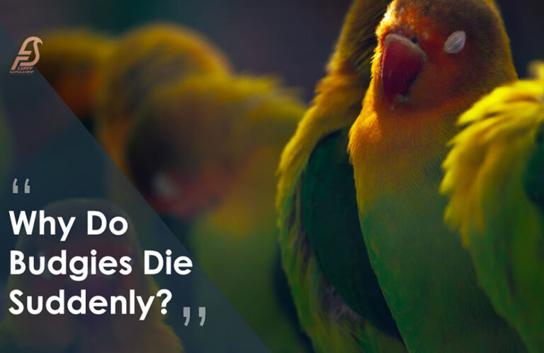 Why Do Budgies Die Suddenly? (My Budgie Died Overnight 2024)