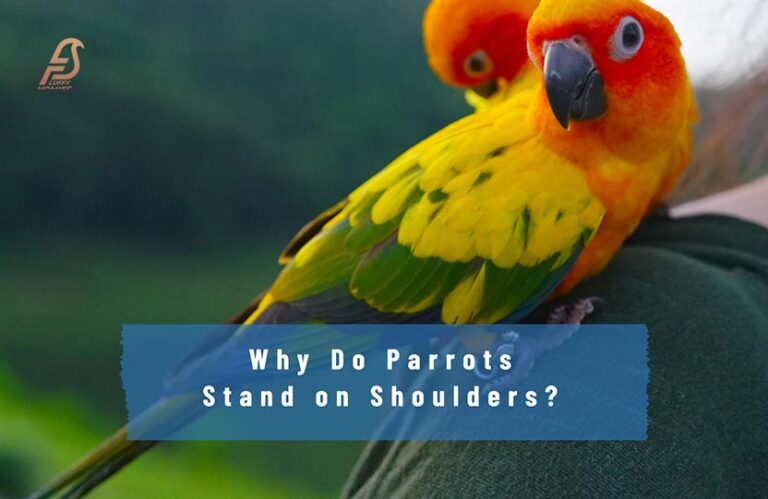 Birds Perching Puzzles: Why Do Parrots Sit on Shoulders?