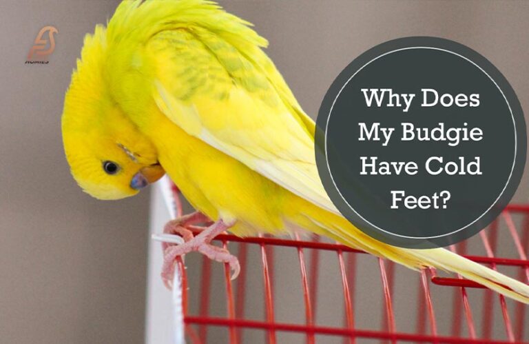 Why Does My Budgie Have Cold Feet? (Chilly Feet Alert 2023)