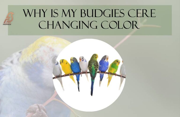 Why Is My Budgies Cere Changing Color? (Colorful Clues 2023)