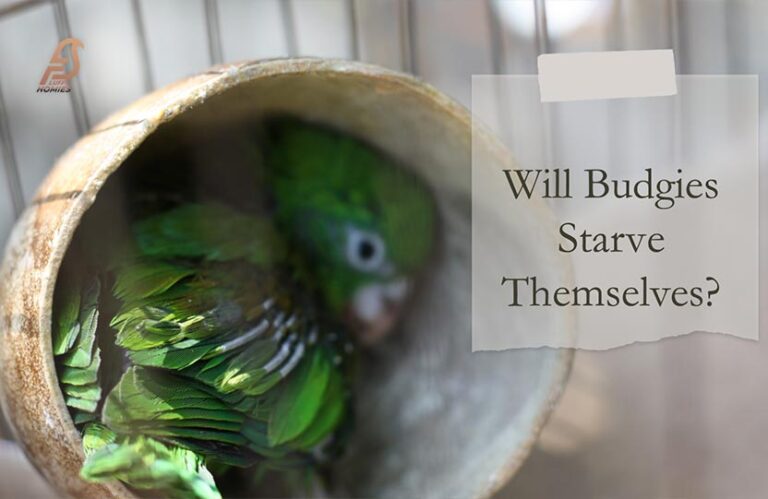 The Shocking Reality: Will Budgies Starve Themselves? (2023)