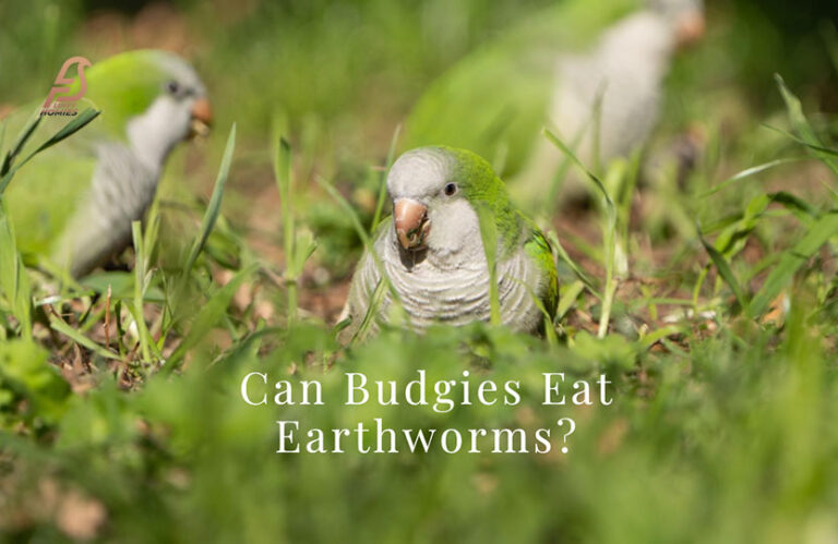 Can Budgies Eat Earthworms? (Are Worms Safe for Them 2024)