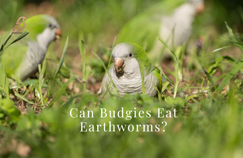 Can Budgies Eat Earthworms