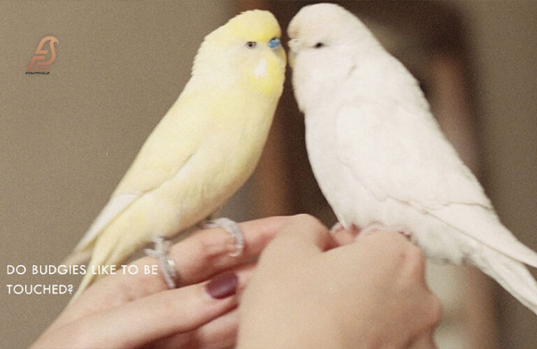 Where Do Budgies Love to Be Touched? (Budgie Bonding 2023)