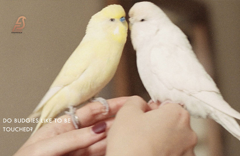 Do-Budgies-Like-to-Be-Touched