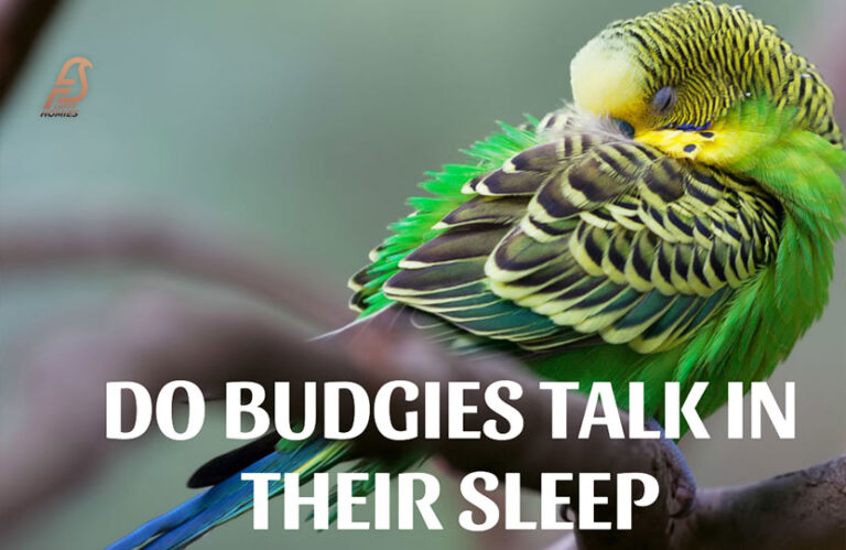 Nightly Whispers: Why Do Budgies Talk in Their Sleep? (2023)