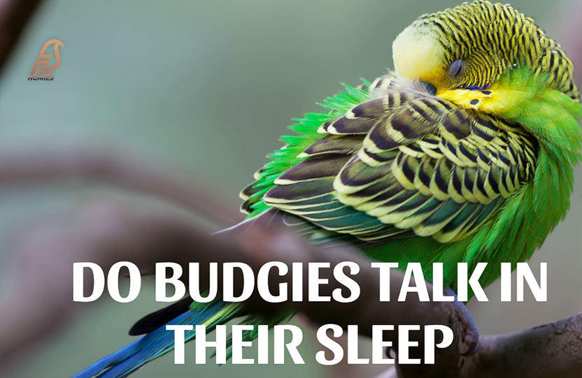 Do-Budgies-Talk-in-Their-Sleep