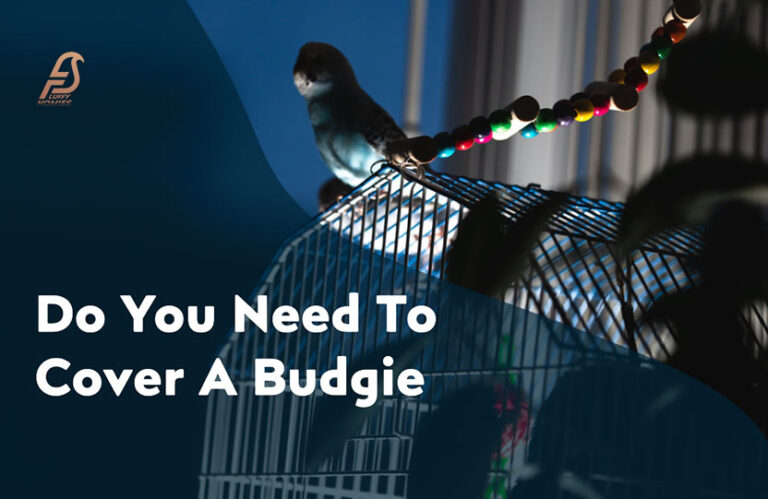 Covering Up Your Budgie Cage At Night: Ultimate Sleep Hacks