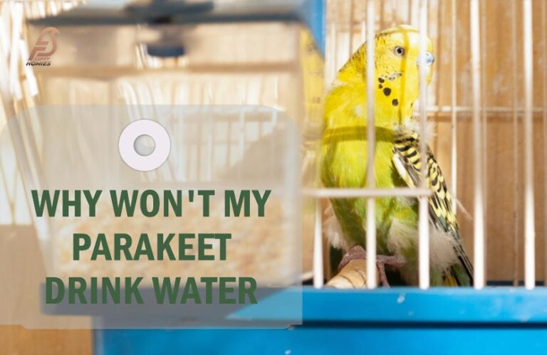 Parakeet Health Alert: Why Won’t My Parakeet Drink Water?