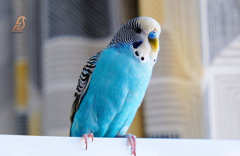 why do budgies adjust their crop