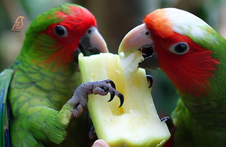 Can Parrots Eat Jicama? (Is Jicama Safe for Birds 2024)