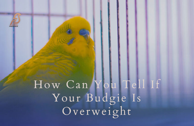 Watch Out for These Signs – Your Budgie Might Be Overweight