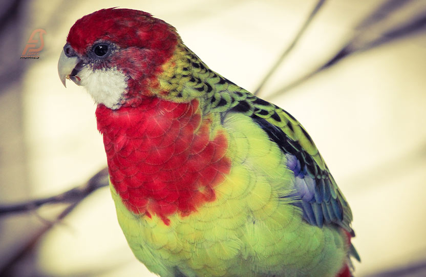 How Can You Tell If Your Budgie Is Overweight?