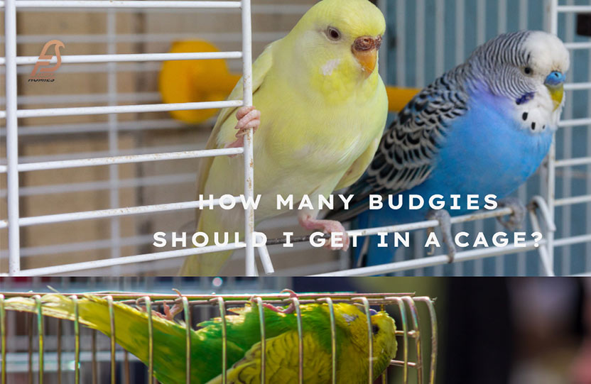 How Many Budgies Should I Get in a Cage