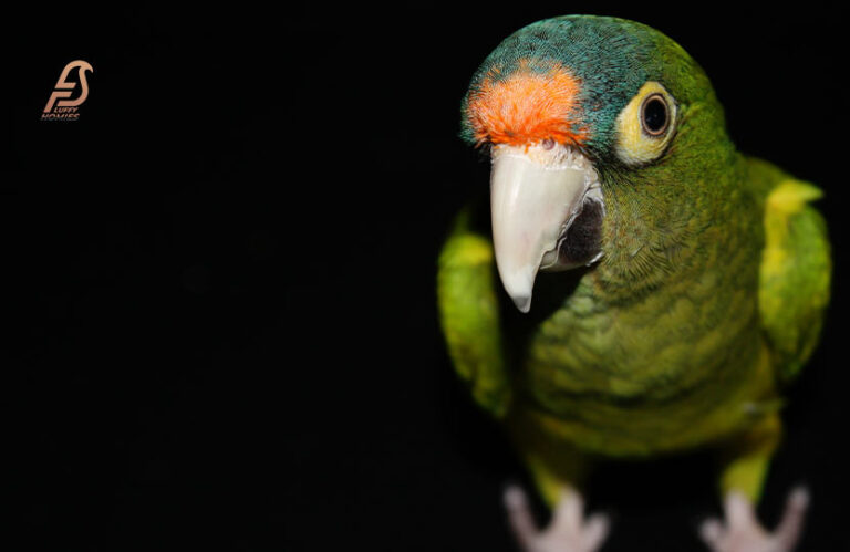 Peaches For Budgies – Yay or Nay? (From Tweet to Treat 2024)