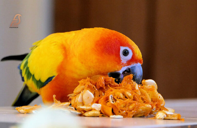 Pumpkin For Budgies – Yum or Yikes? (Seed of Approval 2024)